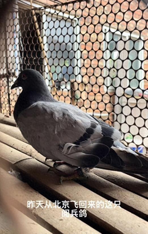 河南网友称捡到阅兵鸽，放飞后迟迟不走，主人回应：缘分，送你吧